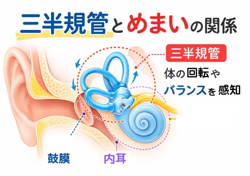 三半規管とめまいの関係｜内耳と平衡感覚の仕組み