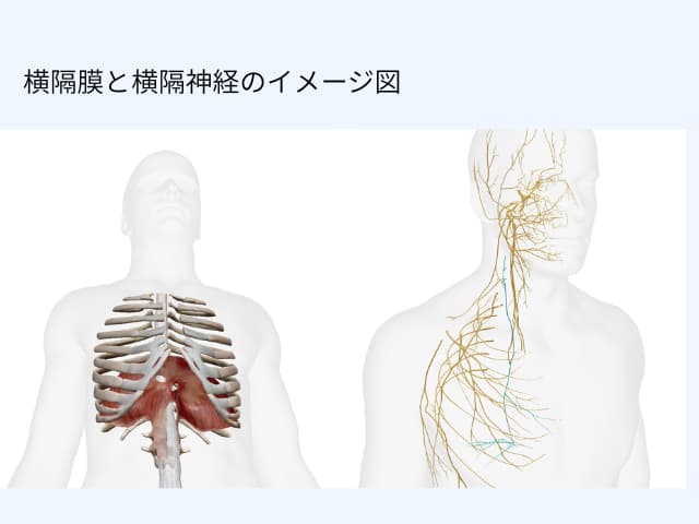 横隔膜と横隔神経の関係を示した図と首から呼吸へのつながりのイメージ