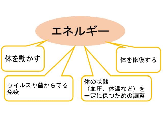身体のエネルギーが運動・免疫・調整・回復に使われる仕組みを示した図