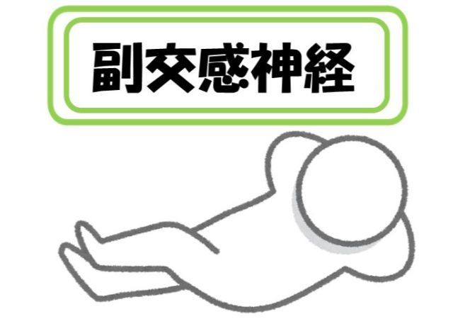 たまプラーザの整体で副交感神経を高める方法